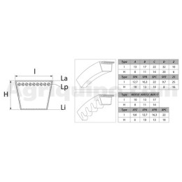 Correa trapezoidal dentada | Steyr